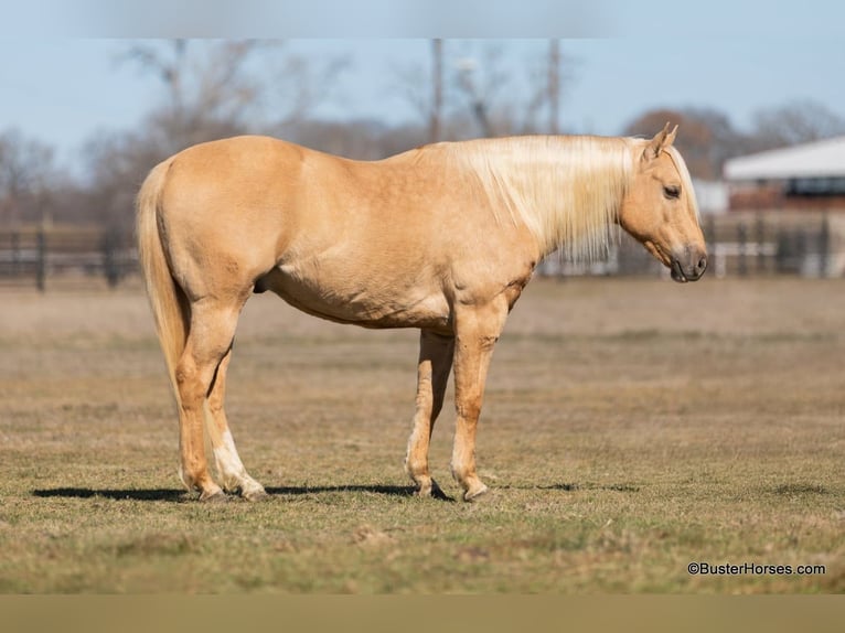 American Quarter Horse Gelding 8 years 14,2 hh Palomino in Weatherford TX