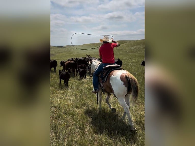 American Quarter Horse Gelding 8 years 14,2 hh Pinto in Elkhart American Quarter Horse Gelding 8 years 14,2 hh Pinto in Elkhart