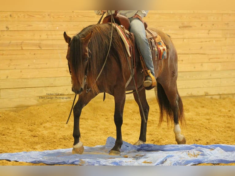 American Quarter Horse Gelding 8 years 14,2 hh Roan-Red in Peosta