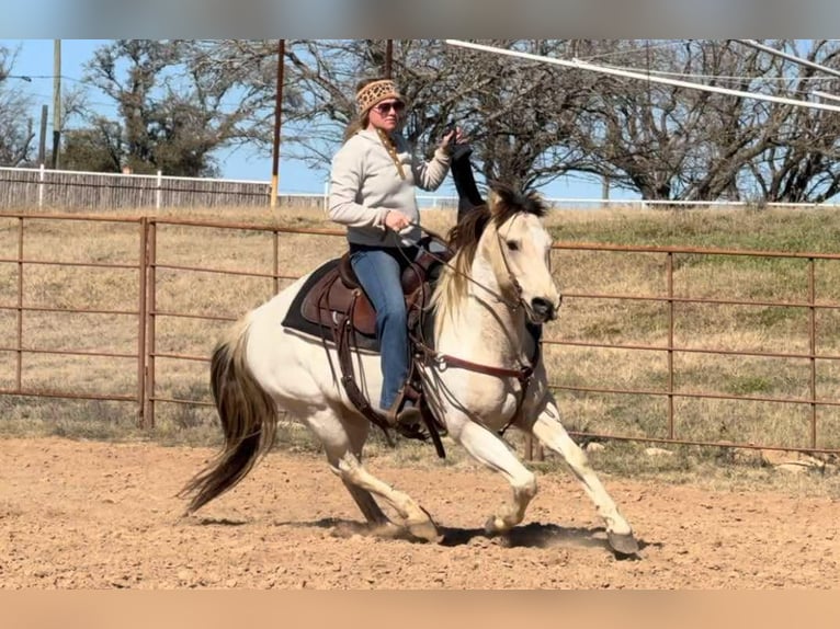 American Quarter Horse Gelding 8 years 14,2 hh Tobiano-all-colors in Weatherford TX