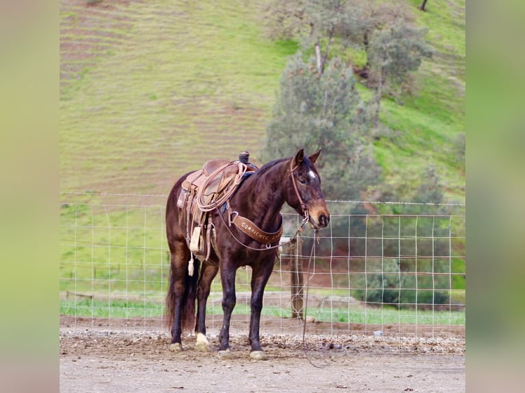American Quarter Horse Gelding 8 years 14,3 hh Bay in Tres Pinos