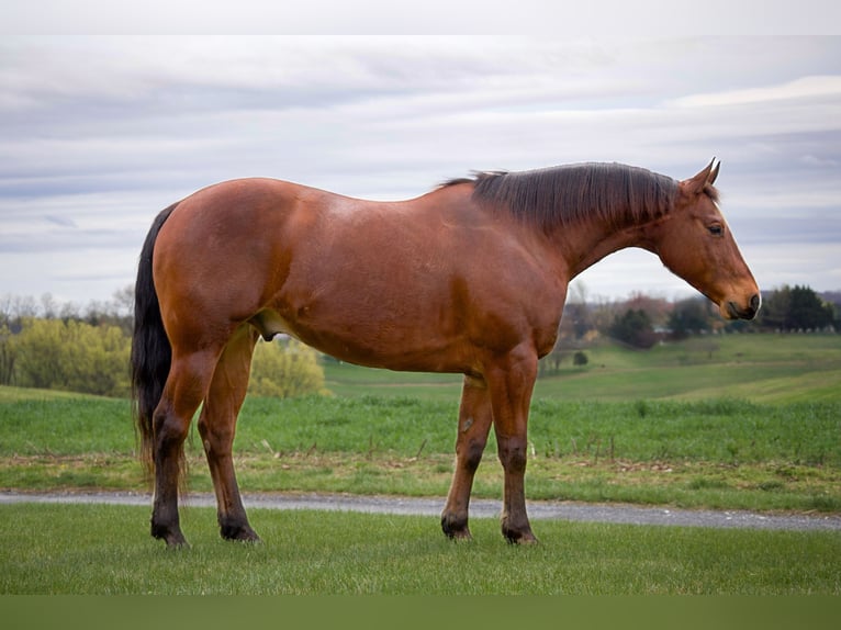 American Quarter Horse Gelding 8 years 14,3 hh Bay in Westminster, MD