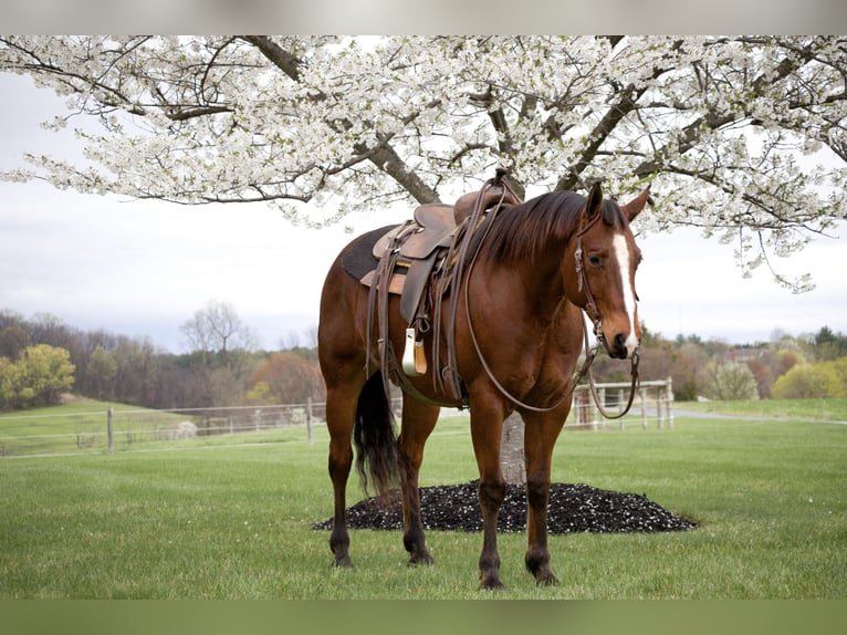 American Quarter Horse Gelding 8 years 14,3 hh Bay in Westminster, MD
