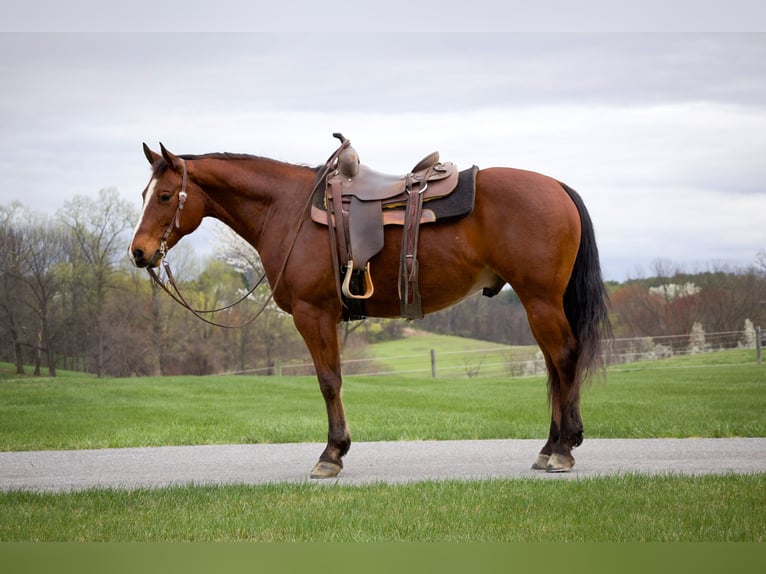 American Quarter Horse Gelding 8 years 14,3 hh Bay in Westminster, MD