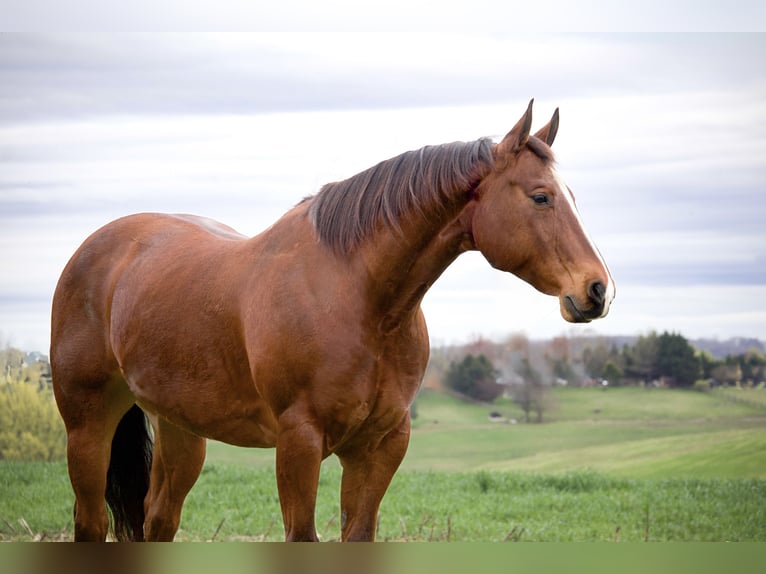 American Quarter Horse Gelding 8 years 14,3 hh Bay in Westminster, MD