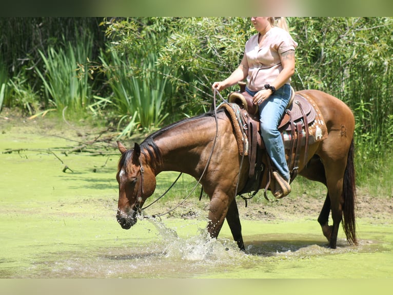 American Quarter Horse Gelding 8 years 14,3 hh Brown in Plano