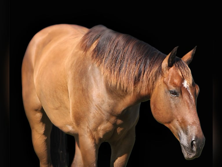 American Quarter Horse Gelding 8 years 14,3 hh Brown in Plano