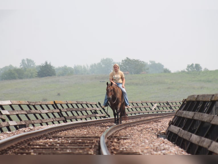 American Quarter Horse Gelding 8 years 14,3 hh Brown in Plano