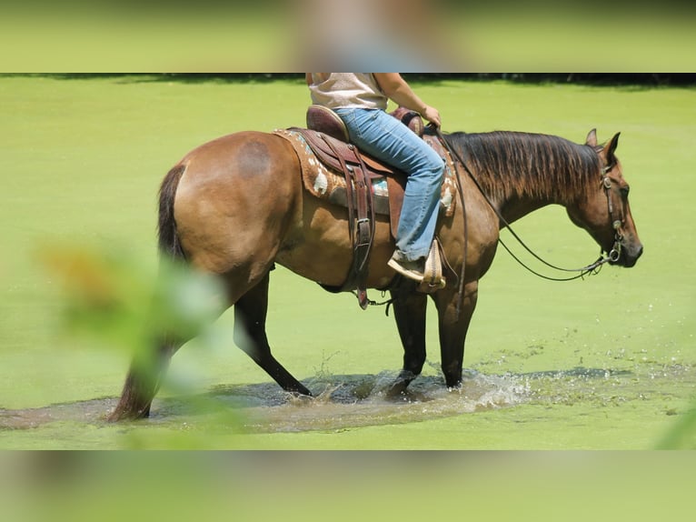 American Quarter Horse Gelding 8 years 14,3 hh Brown in Plano