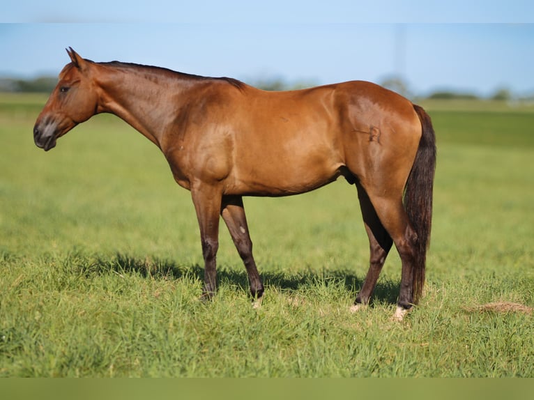 American Quarter Horse Gelding 8 years 14,3 hh Brown in Plano