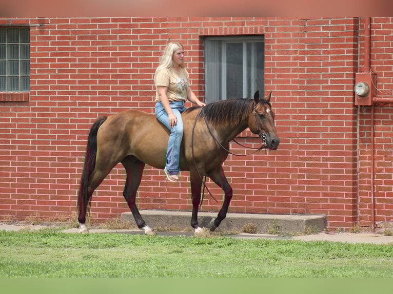 American Quarter Horse Gelding 8 years 14,3 hh Brown in Plano