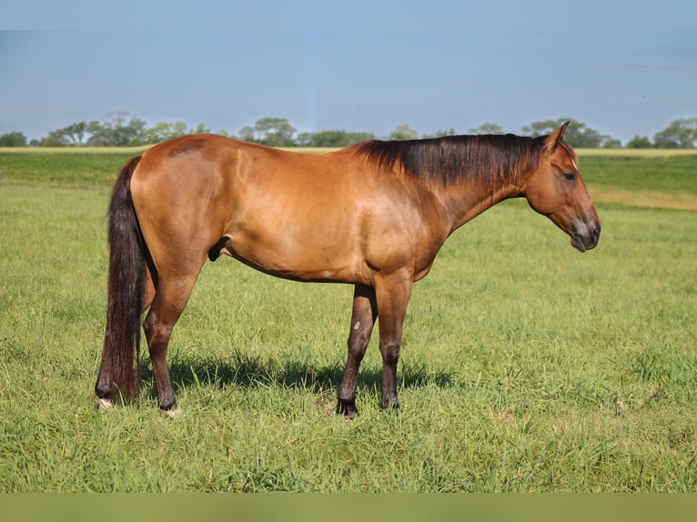 American Quarter Horse Gelding 8 years 14,3 hh Brown in Plano