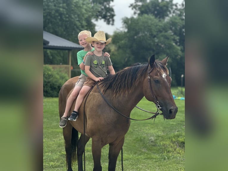 American Quarter Horse Gelding 8 years 14,3 hh Brown in Plano