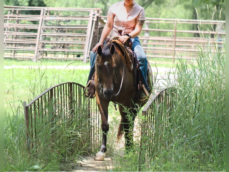 American Quarter Horse Gelding 8 years 14,3 hh Brown in Plano