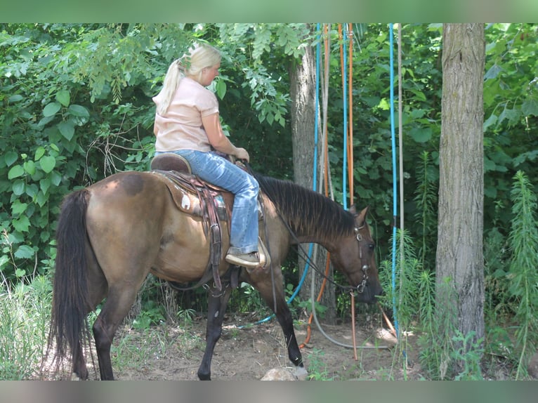 American Quarter Horse Gelding 8 years 14,3 hh Brown in Plano