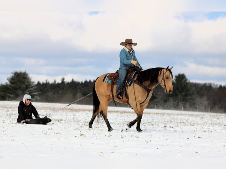 American Quarter Horse Gelding 8 years 14,3 hh Buckskin in Clarion