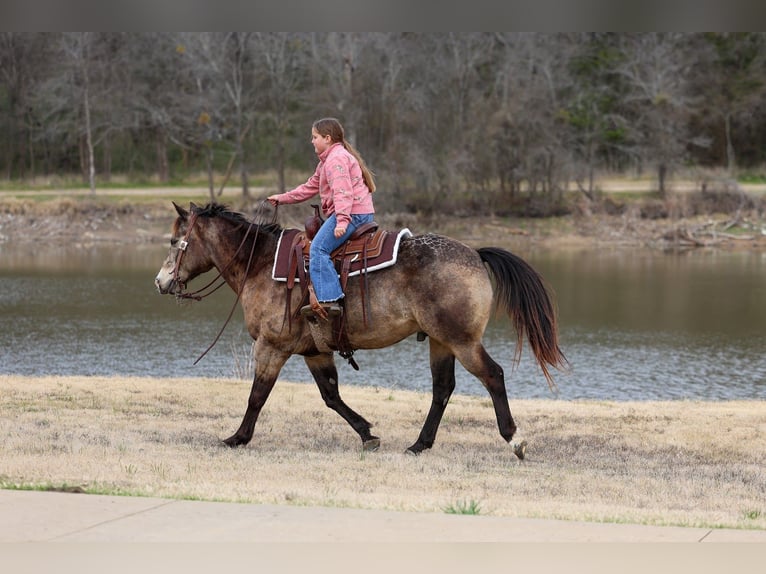 American Quarter Horse Gelding 8 years 14,3 hh Buckskin in Forney
