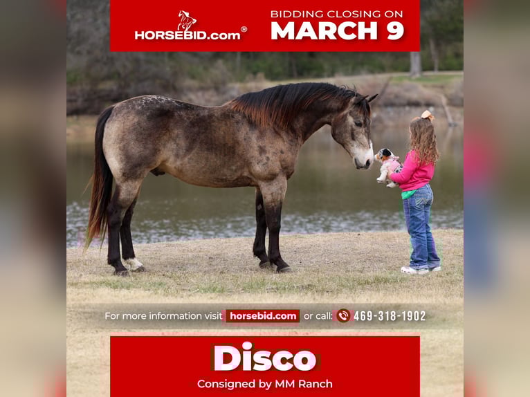 American Quarter Horse Gelding 8 years 14,3 hh Buckskin in Forney