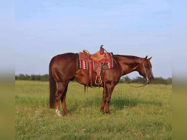 American Quarter Horse Gelding 8 years 14,3 hh Chestnut in Mount Vernon