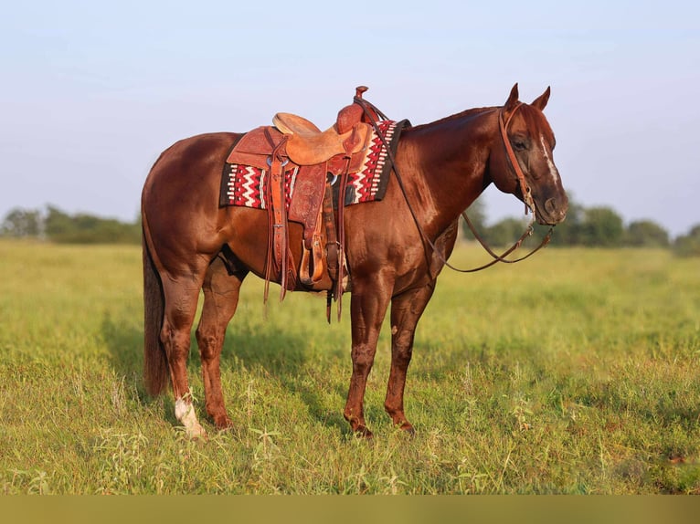 American Quarter Horse Gelding 8 years 14,3 hh Chestnut in Mount Vernon