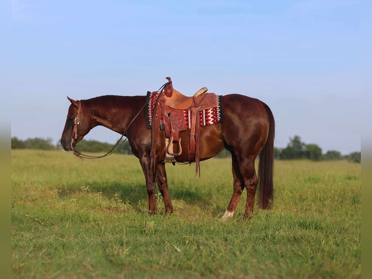 American Quarter Horse Gelding 8 years 14,3 hh Chestnut in Mount Vernon