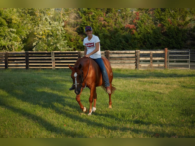 American Quarter Horse Gelding 8 years 14,3 hh Chestnut-Red in M&#xFC;nchen