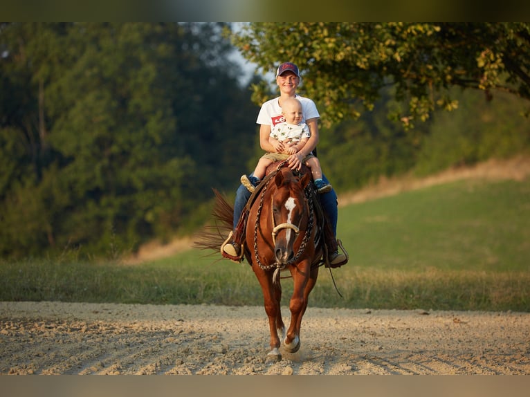 American Quarter Horse Gelding 8 years 14,3 hh Chestnut-Red in M&#xFC;nchen