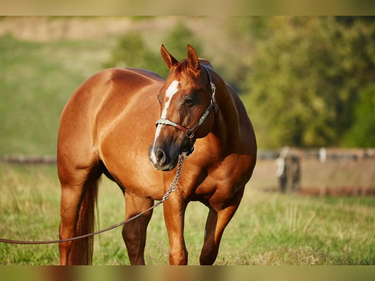 American Quarter Horse Gelding 8 years 14,3 hh Chestnut-Red in München American Quarter Horse Gelding 8 years 14,3 hh Chestnut-Red in München