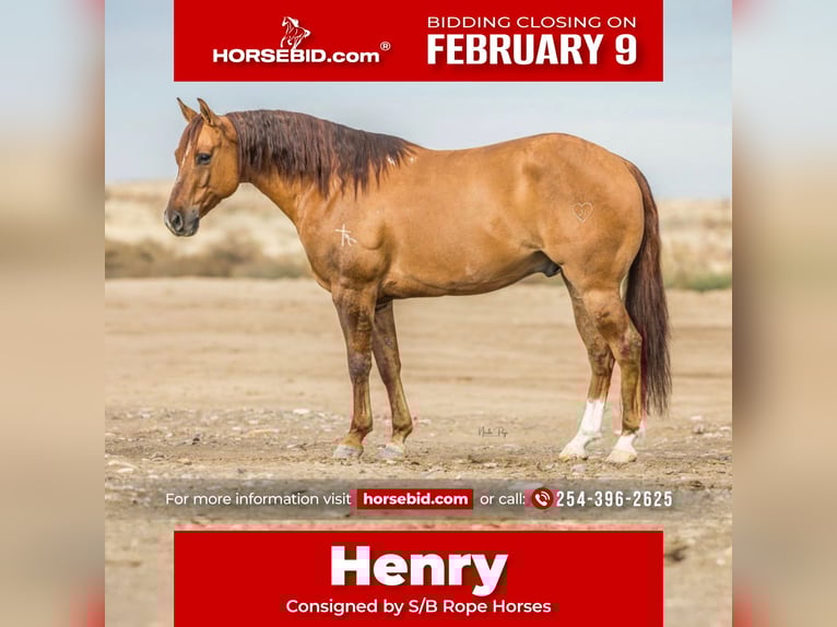 American Quarter Horse Gelding 8 years 14,3 hh Dun in Wickenburg