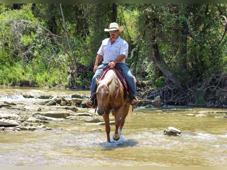 American Quarter Horse Gelding 8 years 14,3 hh Palomino in Stephenville
