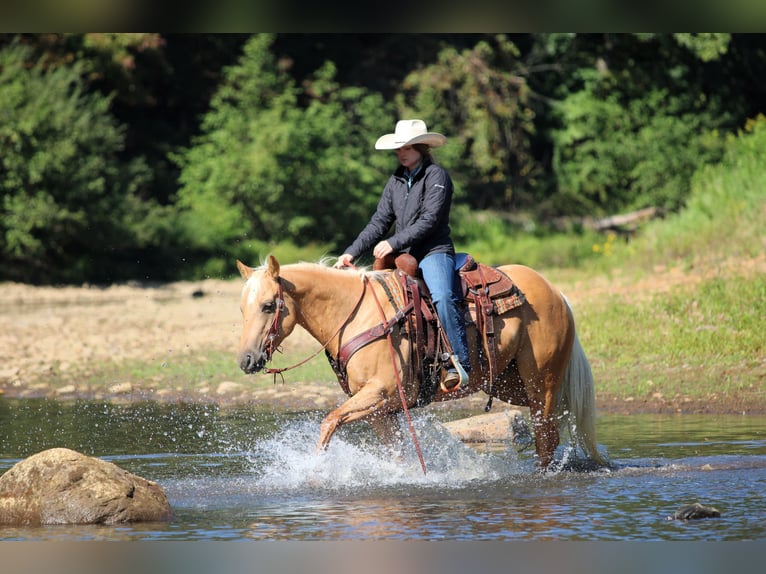 American Quarter Horse Gelding 8 years 14,3 hh Palomino in Clarion