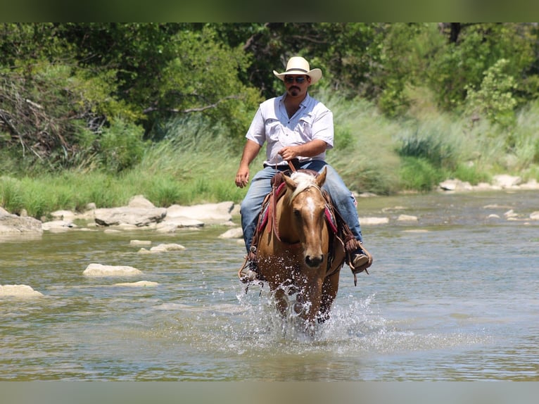 American Quarter Horse Gelding 8 years 14,3 hh Palomino in Whitesboro