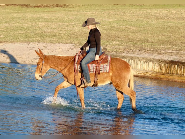 American Quarter Horse Gelding 8 years 14,3 hh Palomino in Brooksville KY
