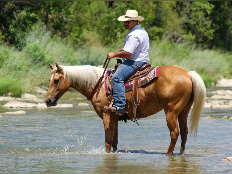 American Quarter Horse Gelding 8 years 14,3 hh Palomino in Stephenville TX