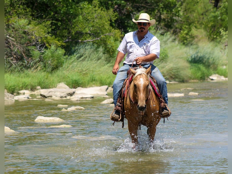 American Quarter Horse Gelding 8 years 14,3 hh Palomino in Stephenville TX