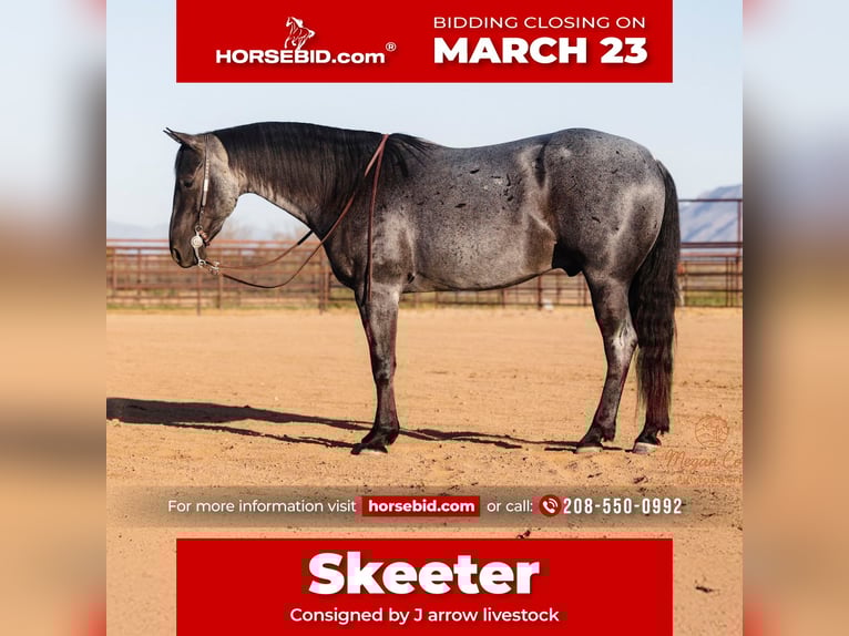 American Quarter Horse Gelding 8 years 14,3 hh Roan-Blue in Wickenburg