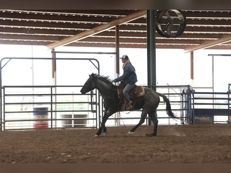 American Quarter Horse Gelding 8 years 14,3 hh Roan-Blue in Camp Verde AZ