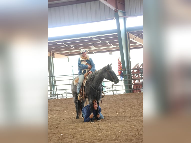 American Quarter Horse Gelding 8 years 14,3 hh Roan-Blue in Camp Verde AZ
