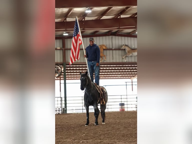 American Quarter Horse Gelding 8 years 14,3 hh Roan-Blue in Camp Verde AZ