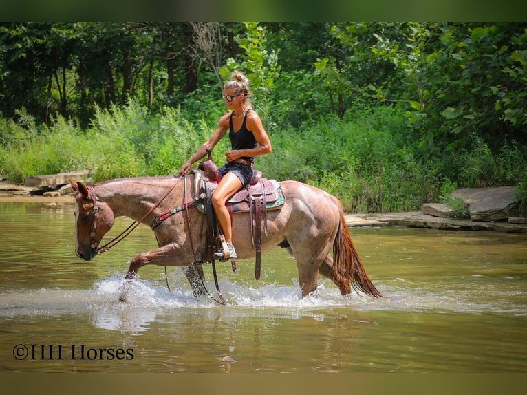 American Quarter Horse Gelding 8 years 14,3 hh Roan-Red in Flemingsburg KY
