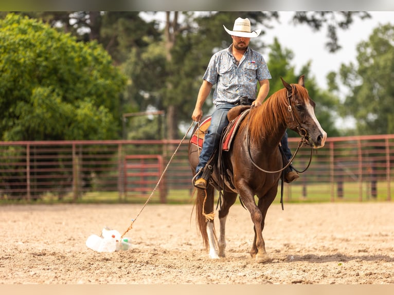 American Quarter Horse Gelding 8 years 14,3 hh Sorrel in Lufkin, TX