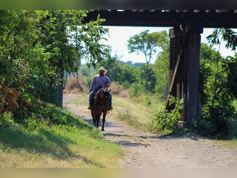 American Quarter Horse Gelding 8 years 14,3 hh in Stephenville tX