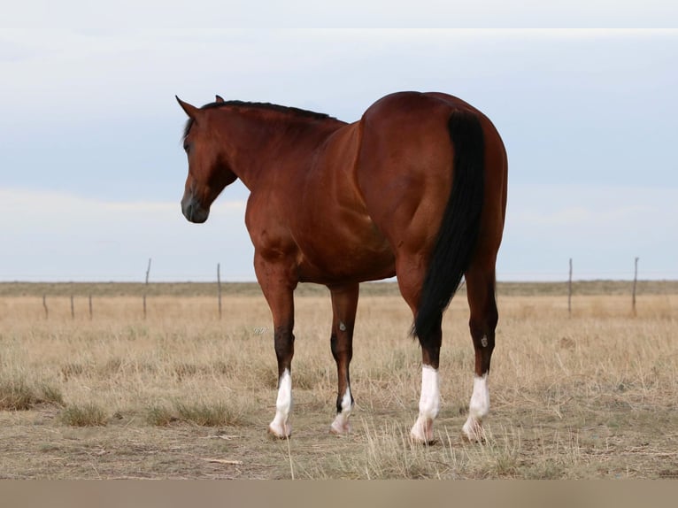 American Quarter Horse Gelding 8 years 15,1 hh Bay in Canyon TX