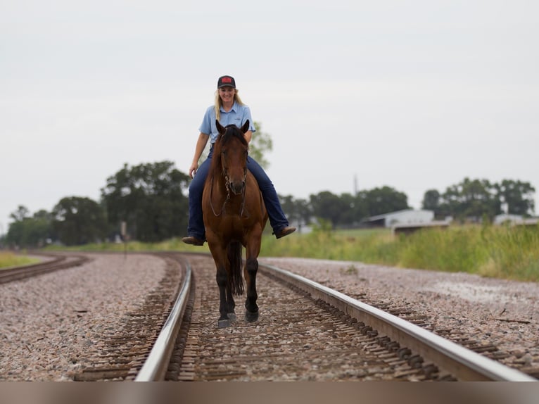 American Quarter Horse Gelding 8 years 15,1 hh Bay in Pilot Point, TX