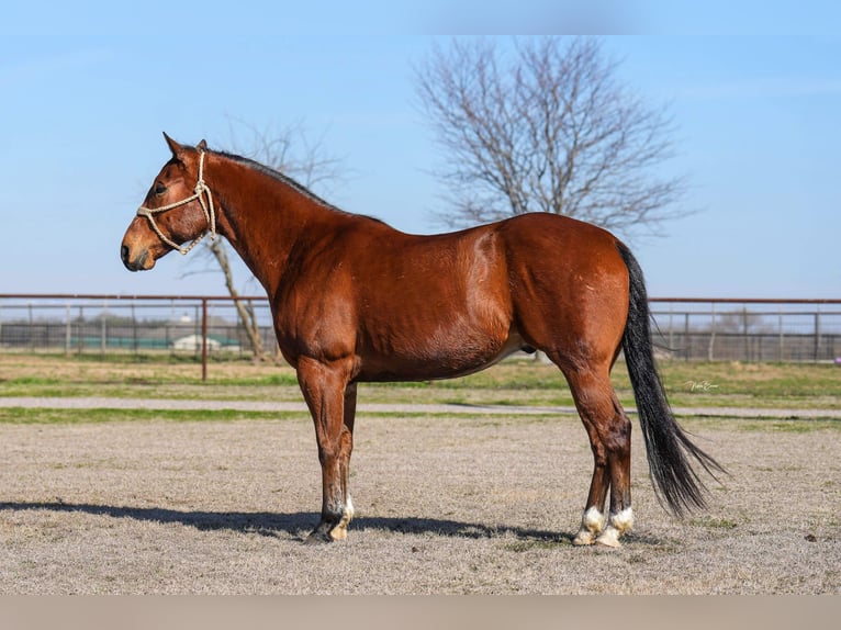 American Quarter Horse Gelding 8 years 15,1 hh Bay in Collinsville TX