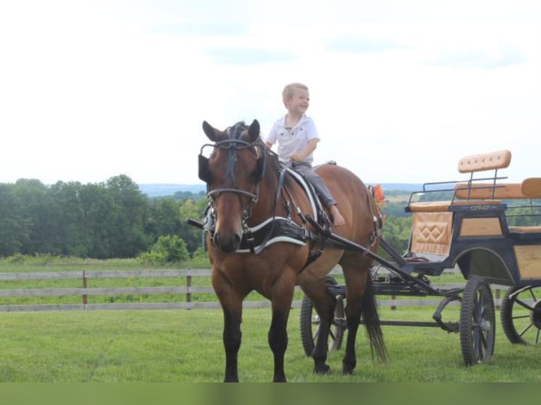 American Quarter Horse Mix Gelding 8 years 15,1 hh Bay in Fredericksburg, OH