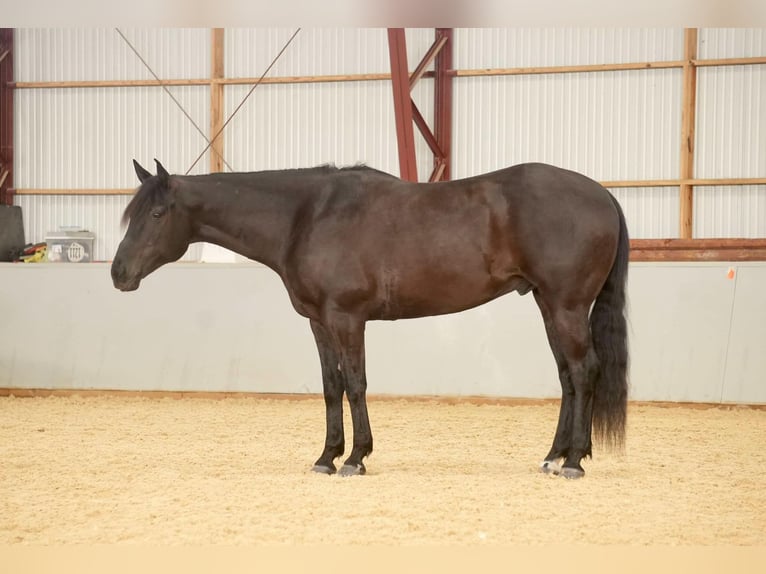 American Quarter Horse Gelding 8 years 15,1 hh Black in Fresno, OH