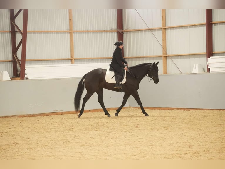 American Quarter Horse Gelding 8 years 15,1 hh Black in Fresno, OH