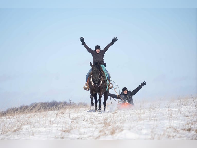 American Quarter Horse Gelding 8 years 15,1 hh Black in Fresno, OH