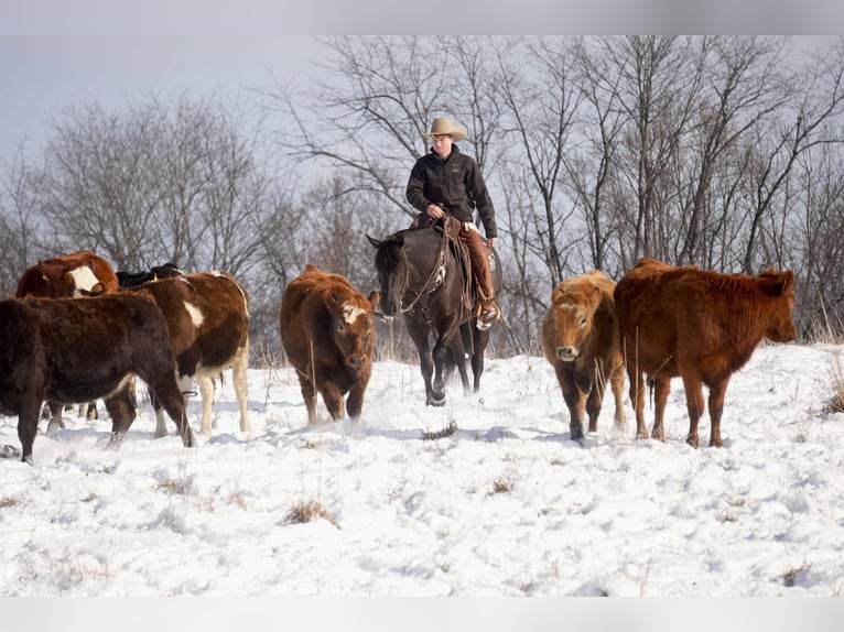 American Quarter Horse Gelding 8 years 15,1 hh Black in Fresno, OH